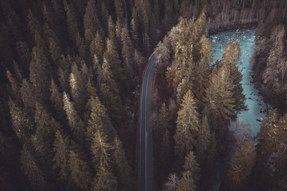 travel-forest-road